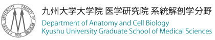 九州大学大学院医学研究院　系統解剖学分野