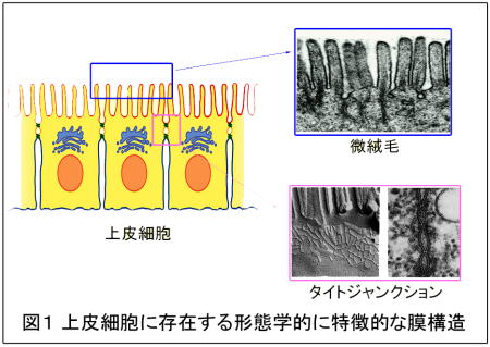 図1 上皮細胞に存在する形態学的に特徴的な膜構造