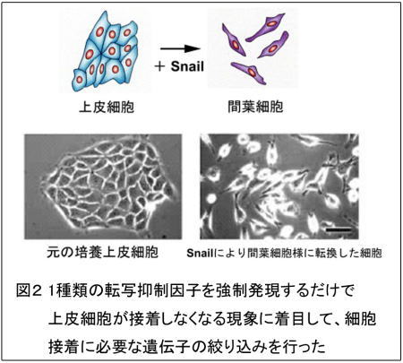 図2 1種類の転写抑制因子を強制発現するだけで上皮細胞が接着しなくなる現象に着目して、細胞接着に必要な遺伝子の絞り込みを行った