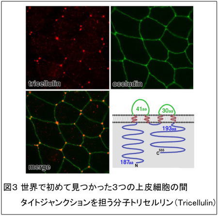 図3 世界で初めて見つかった3つの上皮細胞の間タイトジャンクションを担う分子トリセルリン(Tricellulin)