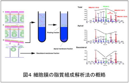 図4 細胞膜の脂質組成解析法の概略