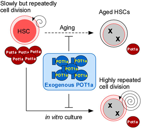 図2.HSCの維持に対する外因性Pot1aの機能