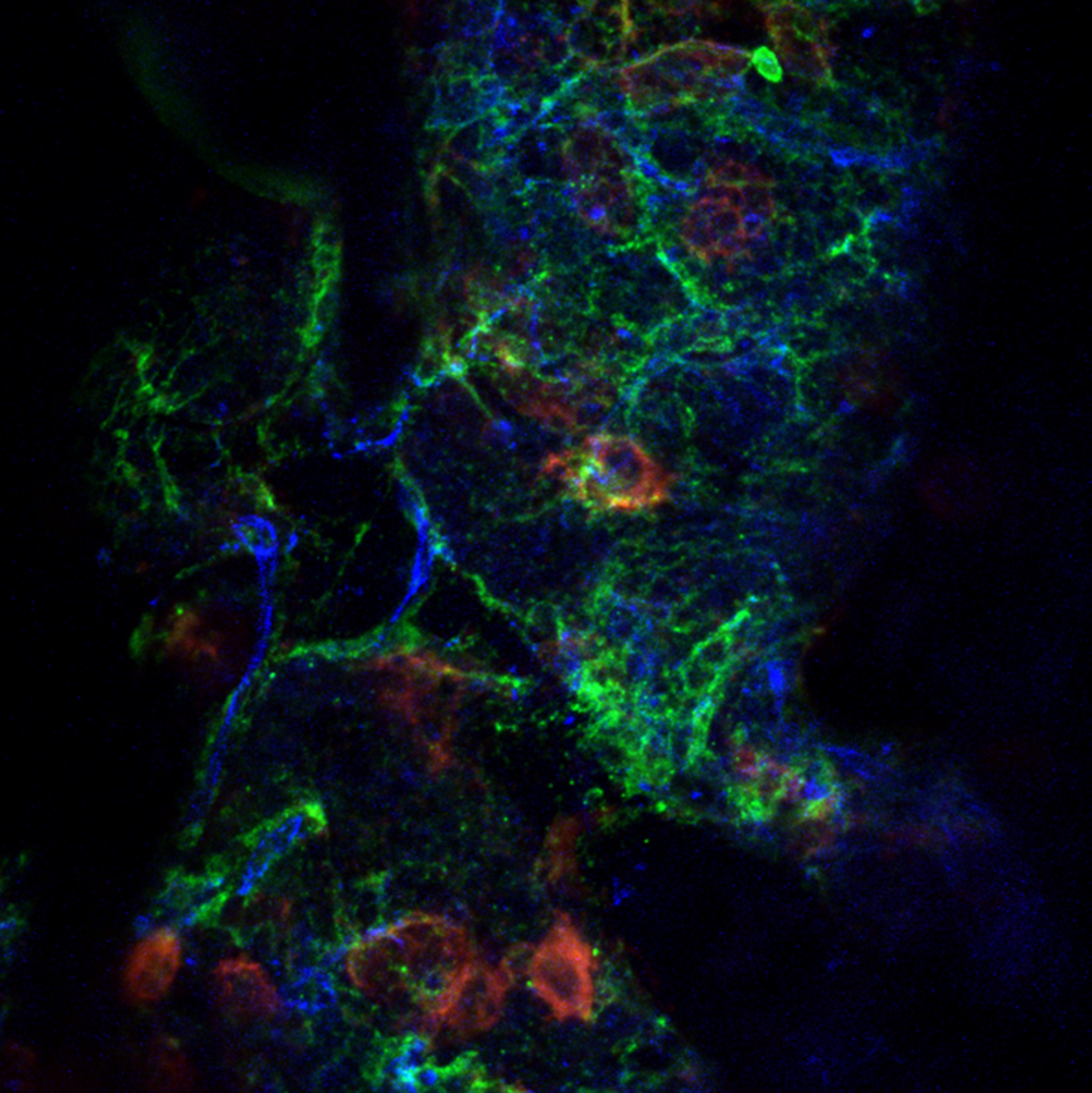 マウス胸骨骨髄組織の3D蛍光イメージング