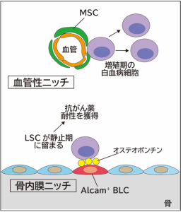 図1. 骨内膜ニッチは白血病幹細胞の静止状態を維持する