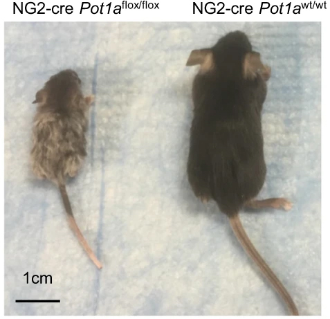 図5.NG2陽性細胞でPot1aを欠損したマウス