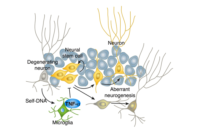 Matsuda-et-al-2015-neurogenesis-2e